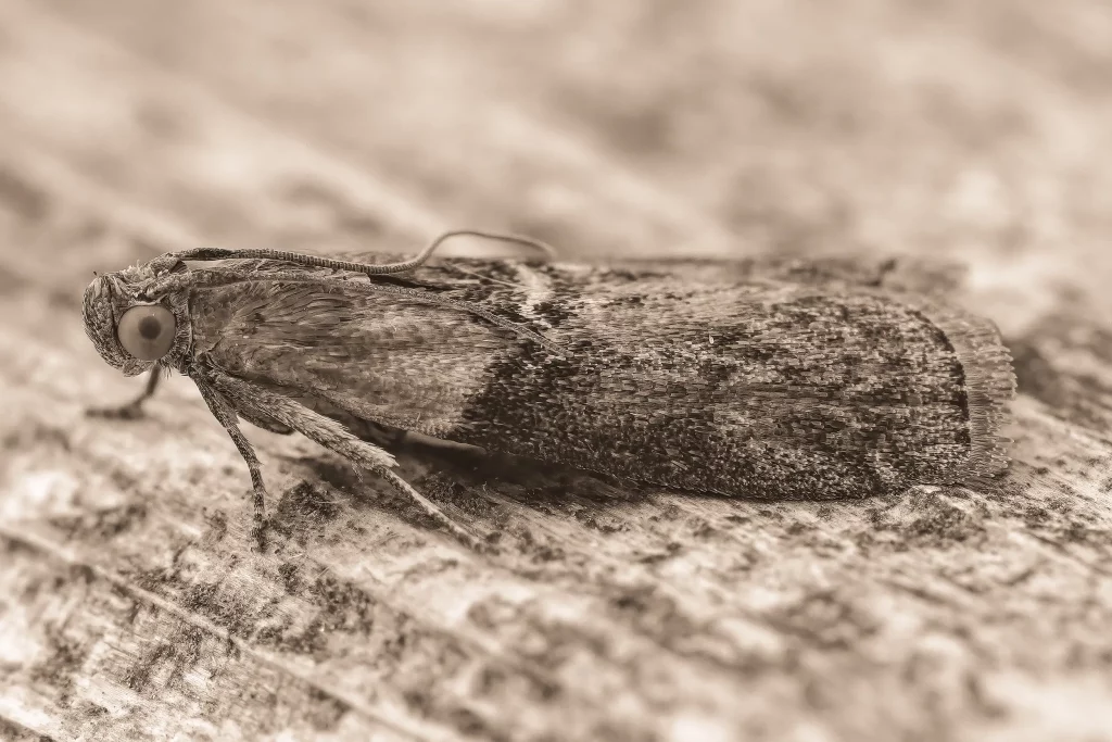 photo-de-mites-alimentaires-PEST