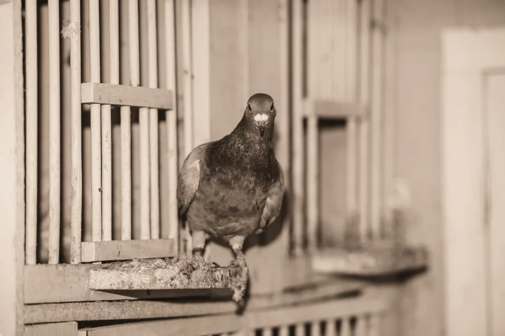 photo-de-pigeons-PEST